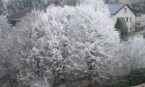 frost-2